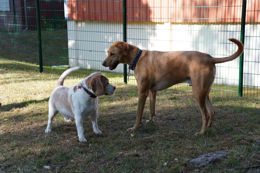 Les premiers chiens du parc canin de St-Georges tout excités par